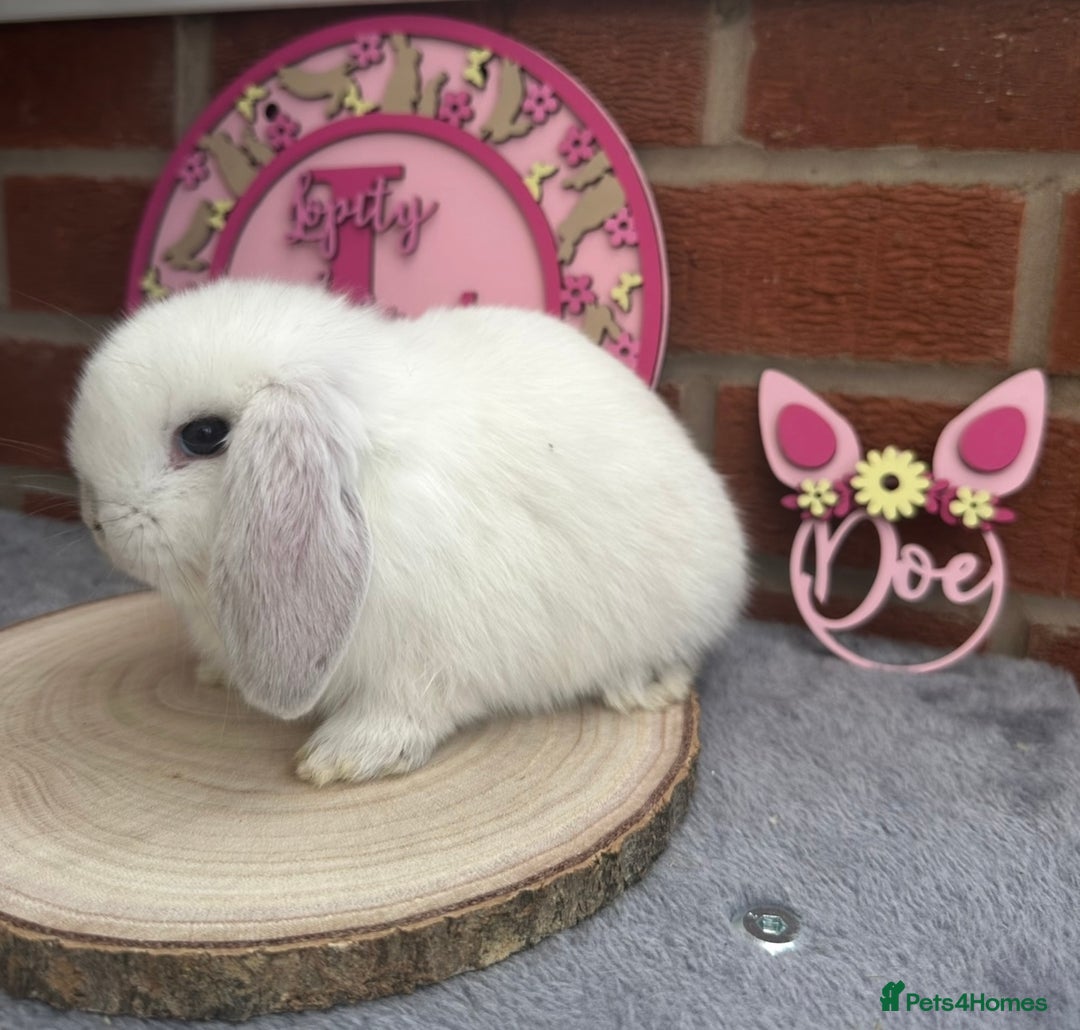 Mini Lop rabbits for sale: Pure Bred Minilops - Image 3