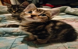 Mixed Breed cats for sale: 3 Beautiful Tabby fluffy Kittens - Image 2
