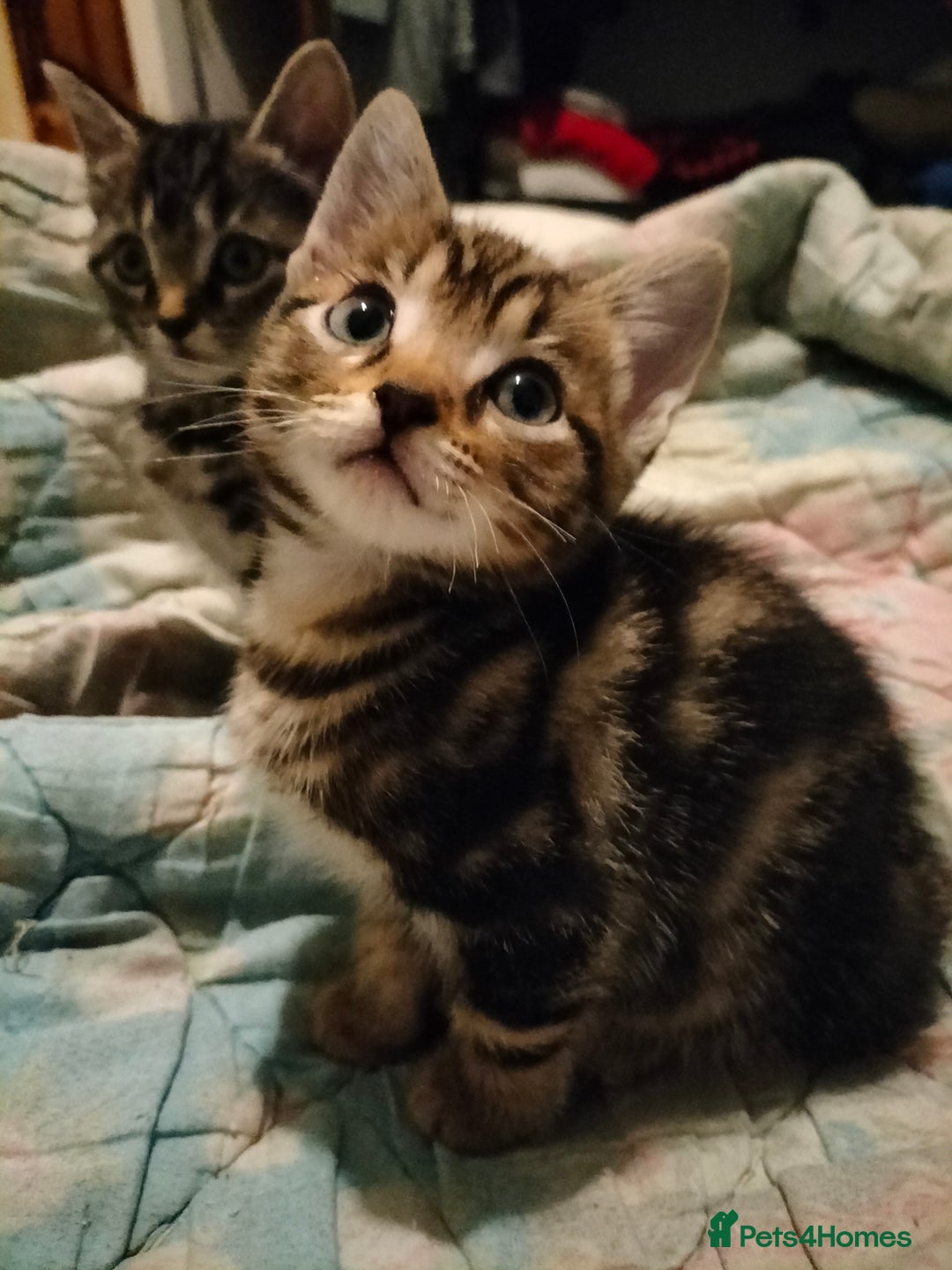 Mixed Breed cats for sale: 3 Beautiful Tabby fluffy Kittens - Image 2