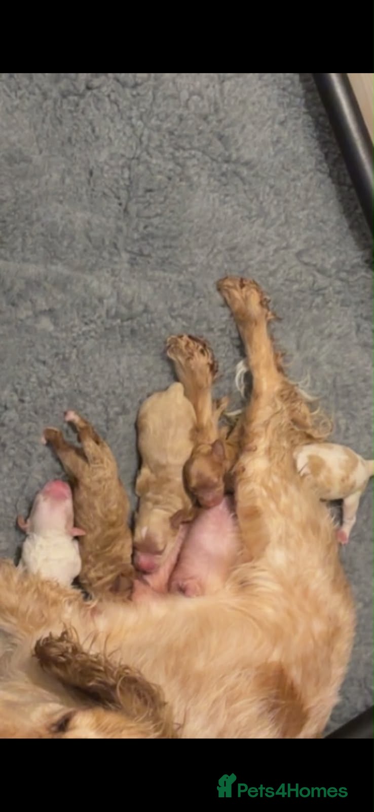 Cockapoo dogs F1 cocker poo’s  - Advert 11