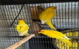 Parakeets birds for sale: kakariki for sale - Image 2