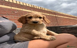 Goldendoodle dogs for sale: ⭐️ F1 Outstanding Golden Doodles ⭐️ - Image 17