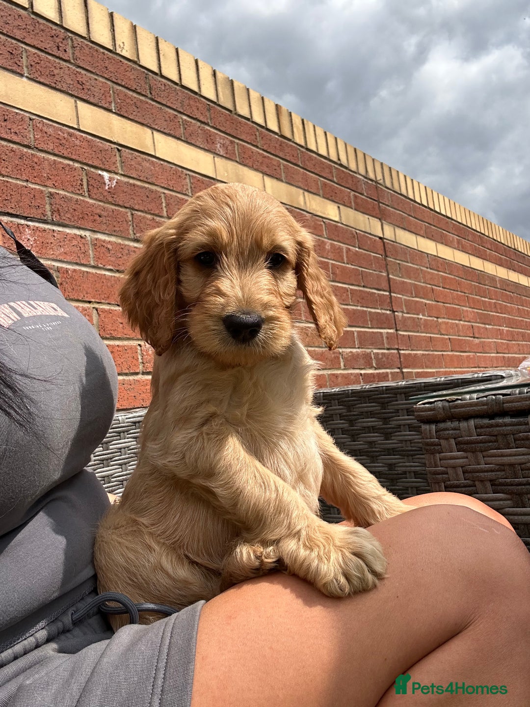 Goldendoodle dogs for sale: ⭐️ F1 Outstanding Golden Doodles ⭐️ - Image 17