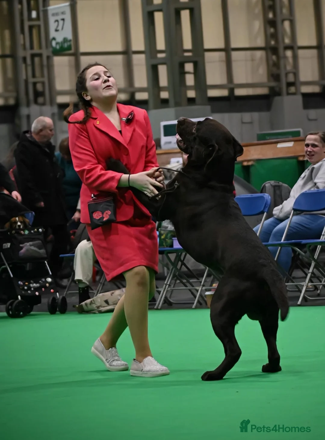 Labrador Retriever dogs for stud: HEALTH TESTED KC CHOCOLATE SHOW LABRADOR FOR STUD in Chesterfield - Advert 4