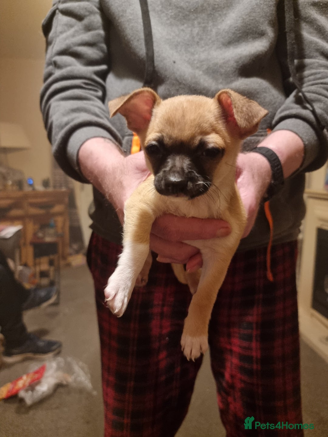 Mixed Breed dogs for sale: Chihuahua cross  - Advert 2