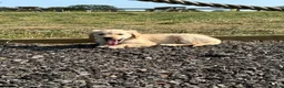 Golden Retriever dogs for sale: The most beautiful Golden Retriever pups  - Advert 3
