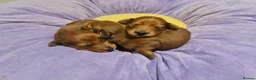 Miniature Dachshund dogs for sale: Pra clear-Beautiful miniature LG Dachshund pupps - Advert 35