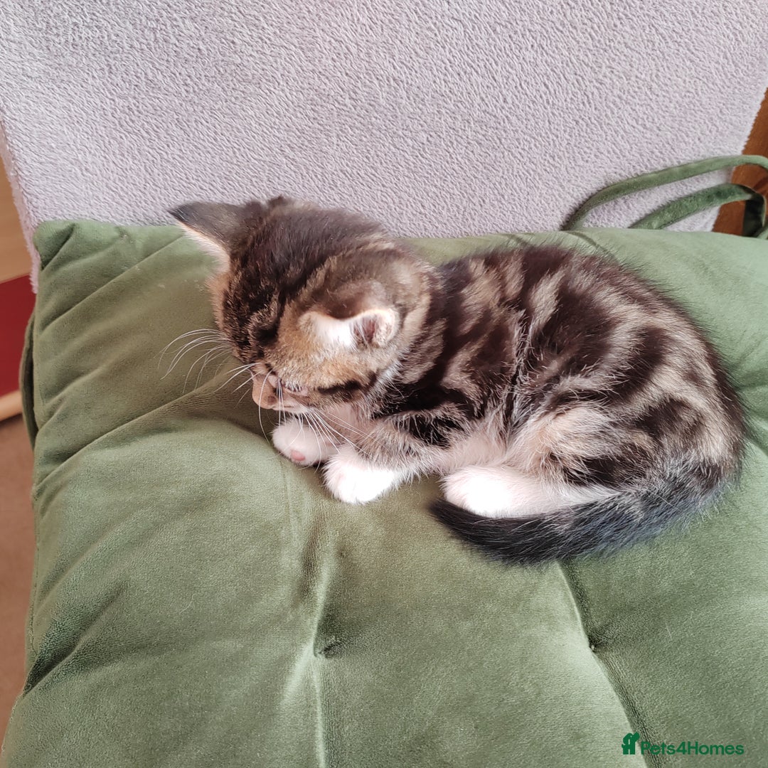 Mixed Breed cats for sale: Marble Bengal cross  - Image 8