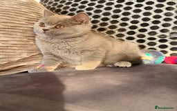British Shorthair cats for sale: British Shorthair kittens and Mum for sale - Image 5