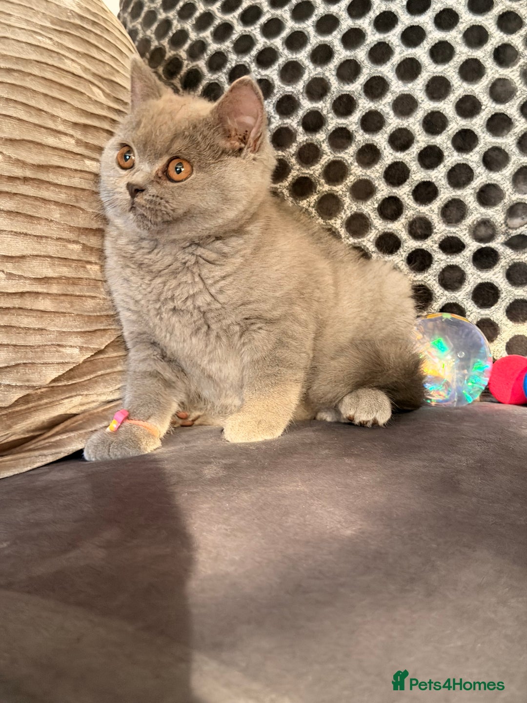 British Shorthair cats for sale: British Shorthair kittens and Mum for sale - Image 5