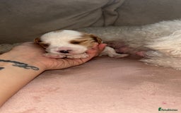 Cavapoo dogs for sale: F1 Cavapoos  - Image 16