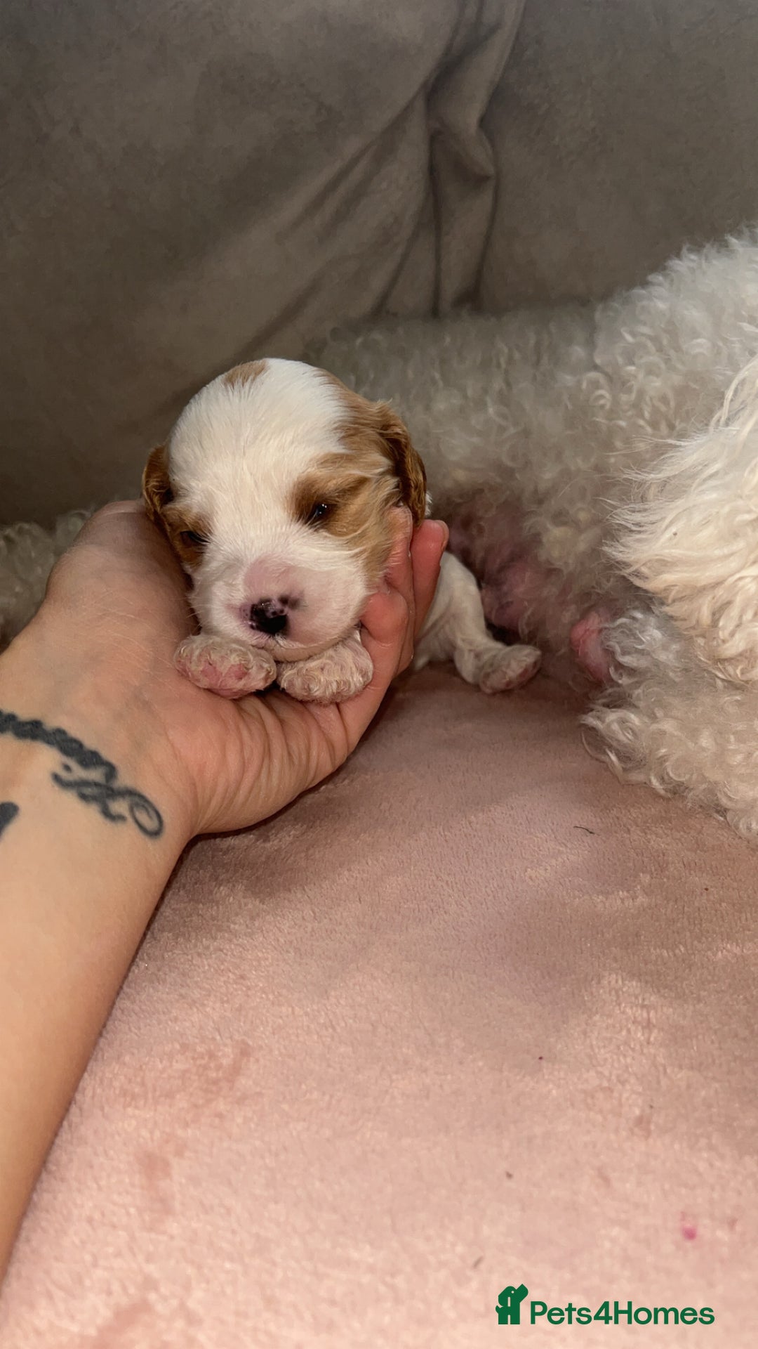 Cavapoo dogs for sale: F1 Cavapoos  - Image 16