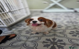 Cavalier King Charles Spaniel dogs for sale: Cavalier King Charles spaniel  - Image 5