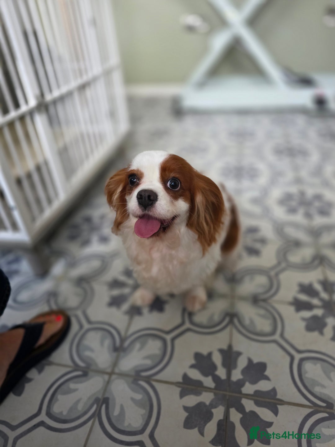 Cavalier King Charles Spaniel dogs for sale: Cavalier King Charles spaniel  - Image 5