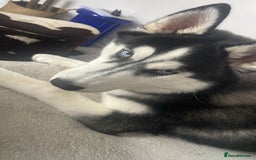 Siberian Husky dogs for sale: Meet Maximus 10 moth old Siberian Husky  - Image 3