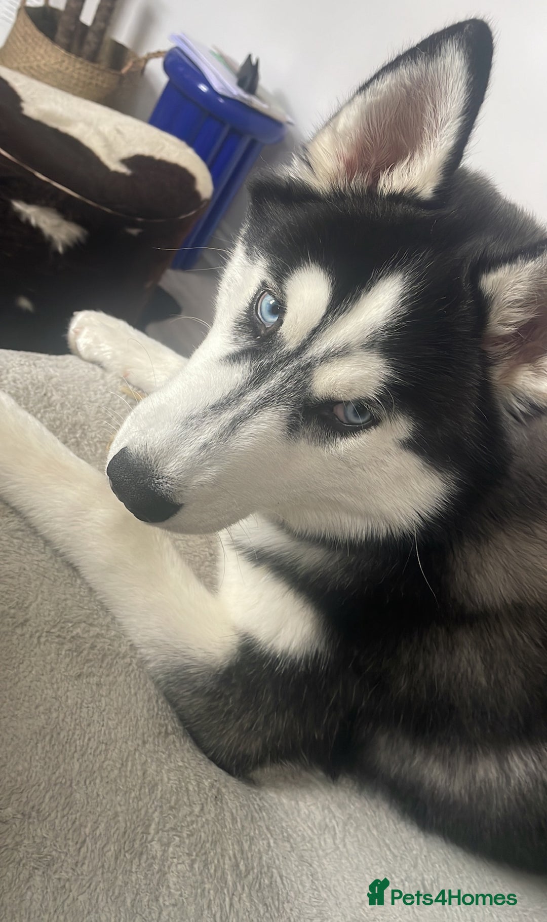 Siberian Husky dogs for sale: Meet Maximus 10 moth old Siberian Husky  - Image 3
