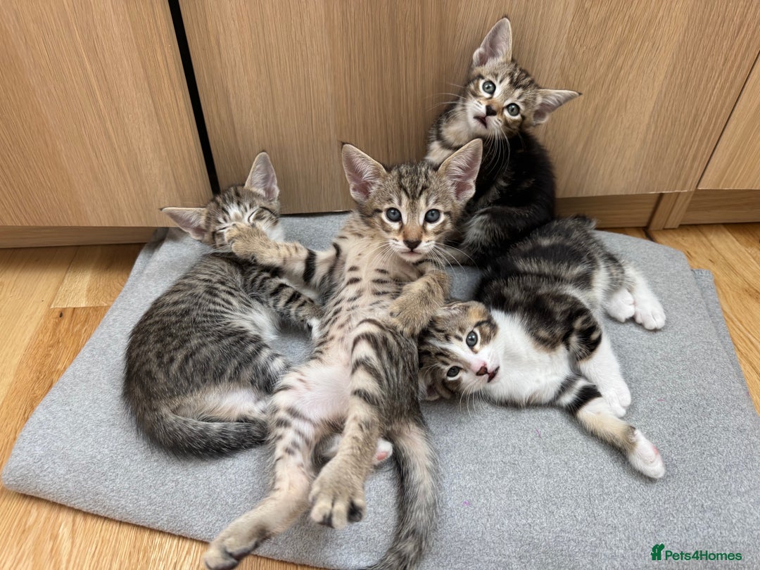 Siamese cats for sale: Siamese-Tabby Mix Kittens Available from 17th Sept - Image 4