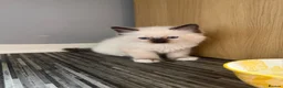 Ragdoll cats for sale: Beautiful pedigree ragdoll kittens  - Advert 12