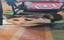 Maine Coon cats for sale: Beautiful Bonded Sisters - Image 19