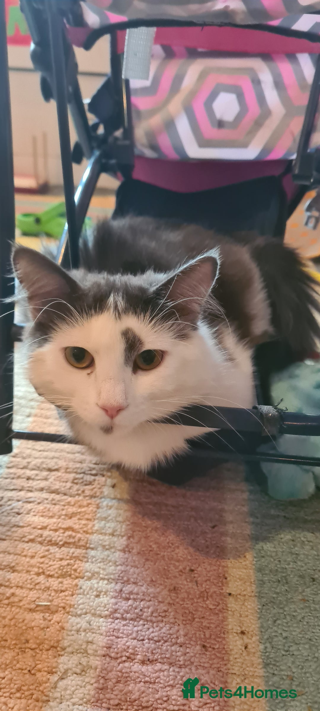 Maine Coon cats for sale: Beautiful Bonded Sisters - Image 19