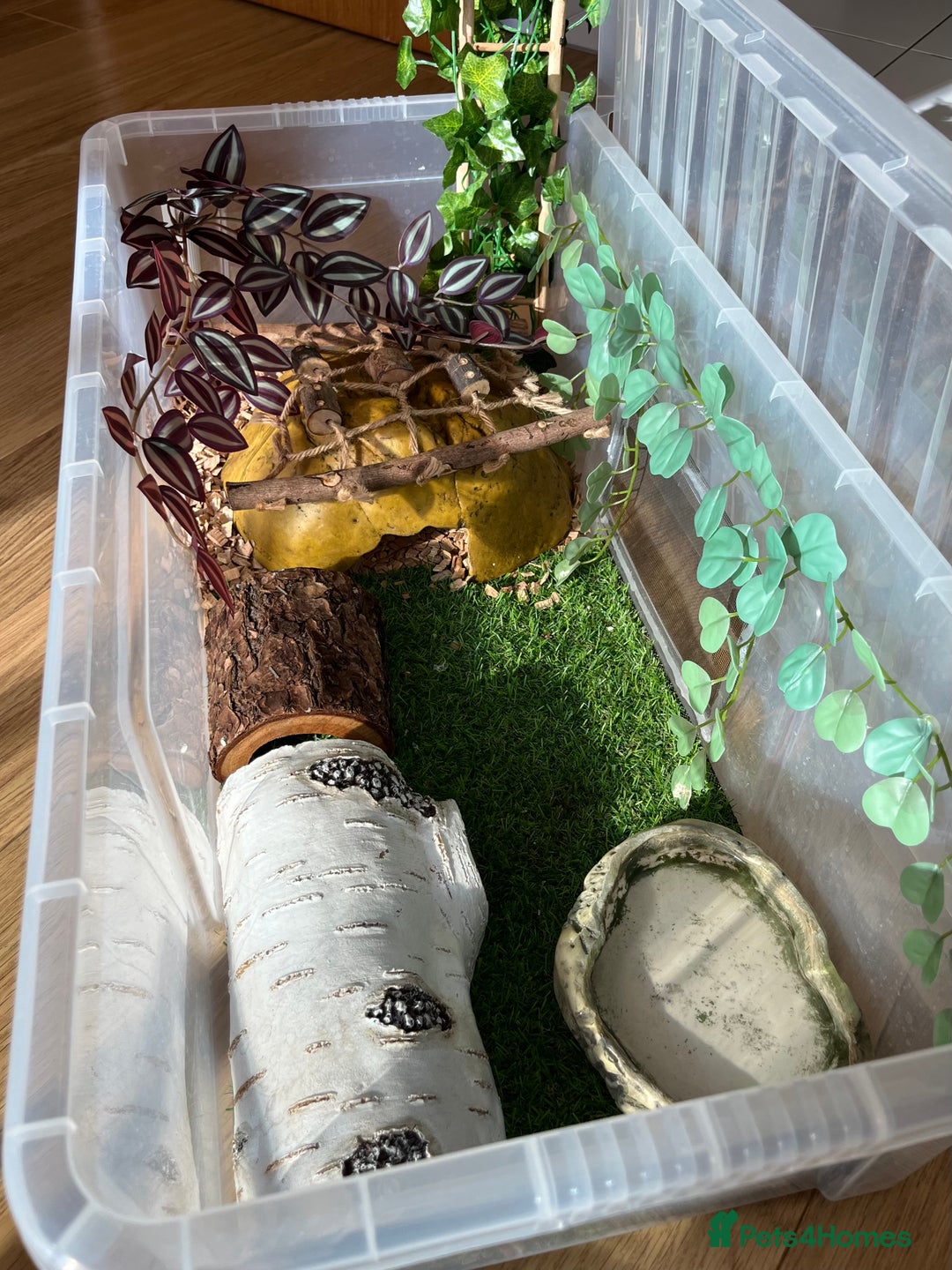 Python Snake reptiles for sale: Blue Eyed Lucy Female Python + Setup - Image 4