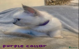 Ragdoll cats for sale: 5 Lovely, Pure Ragdoll Kittens - Image 7