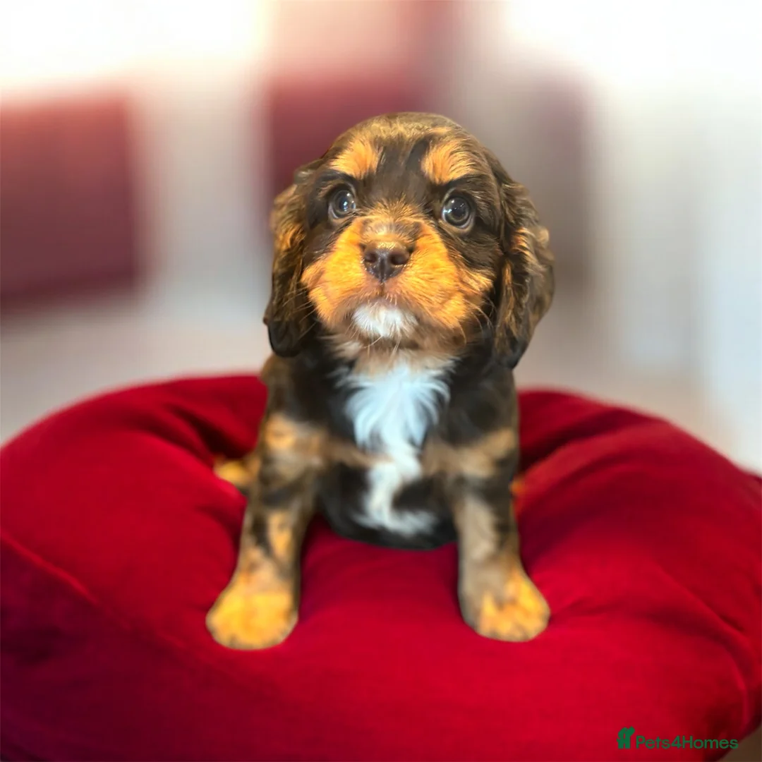Cavalier King Charles Spaniel dogs for sale: 🌟 Chocolate & Tan Cavalier King Charles🌟  - Advert 2