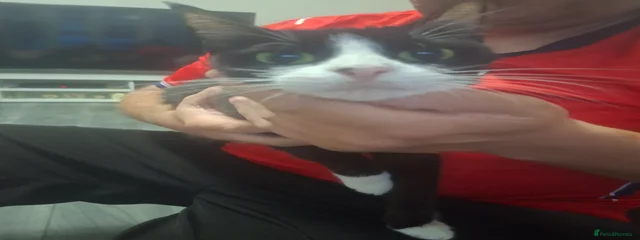 Oreo