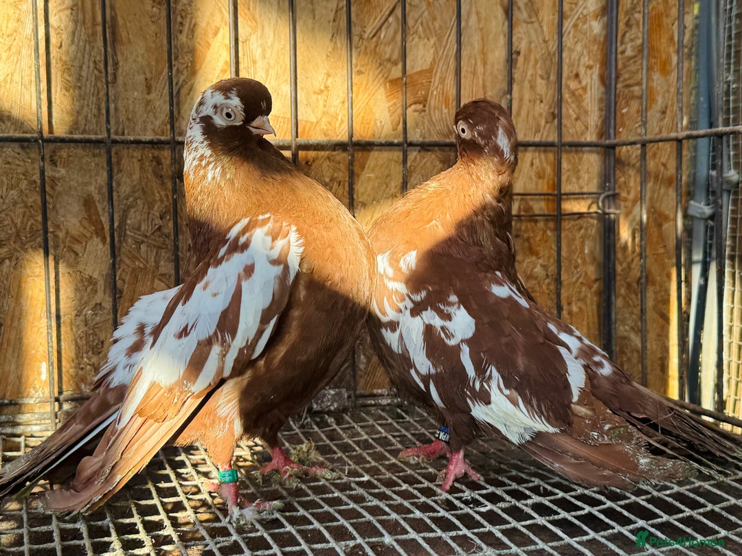 Pigeons birds for sale: RARE ENGLISH SHORTFACE TUMBLERS - Advert 1