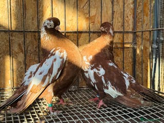 Pigeons birds RARE ENGLISH SHORTFACE TUMBLERS - Advert 3