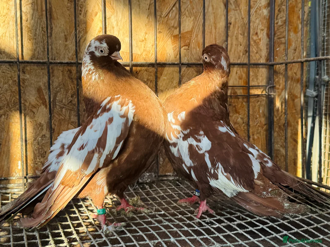 Pigeons birds for sale: RARE ENGLISH SHORTFACE TUMBLERS - Advert 1