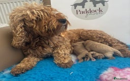 Cavapoo dogs for sale: 🌟 Beautiful Cavapoo puppies 🌟 - Image 6