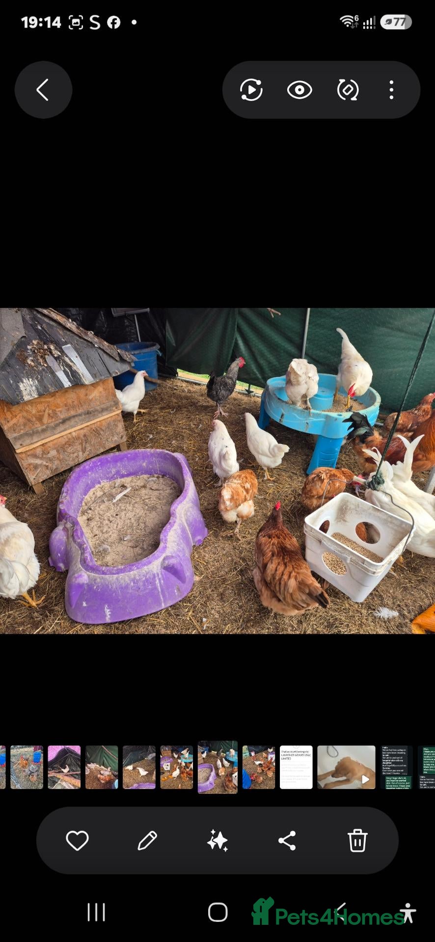 Chickens poultry POL, layers and young hens - Advert 2