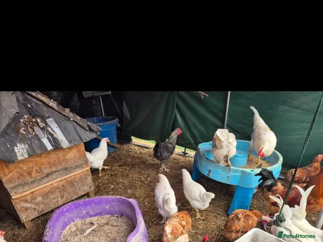 Chickens poultry for sale: POL, layers and young hens - Advert 2