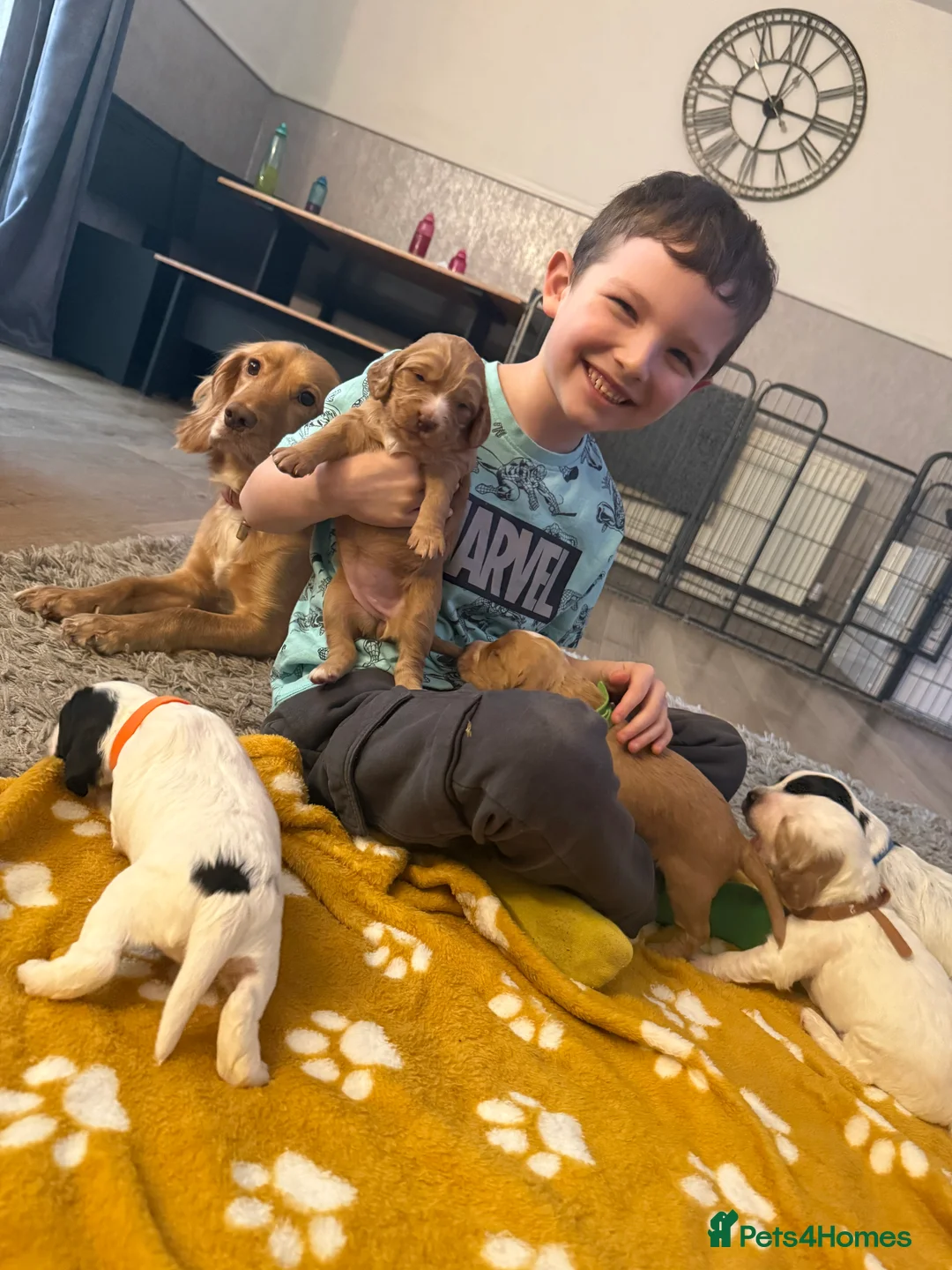 Cocker Spaniel dogs for sale: 🐶🐾 Exceptional Working Cocker Spaniel Puppies 🐾 - Advert 17