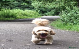 Mixed Breed dogs for sale: Mini Australian Golden Doodles  - Image 12