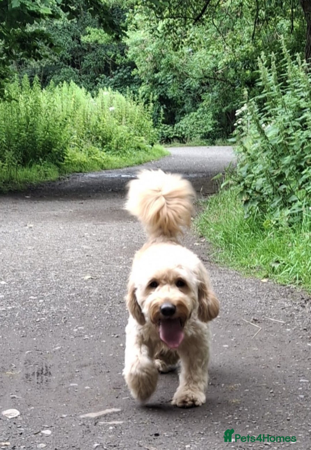 Mixed Breed dogs for sale: Mini Australian Golden Doodles  - Image 12