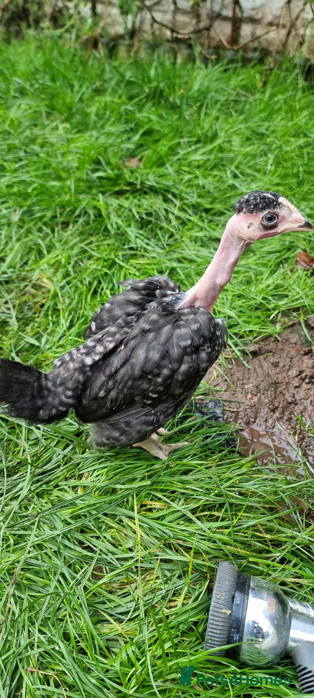 Chickens poultry for sale: Transylvanian Naked Neck Chicks - Image 23