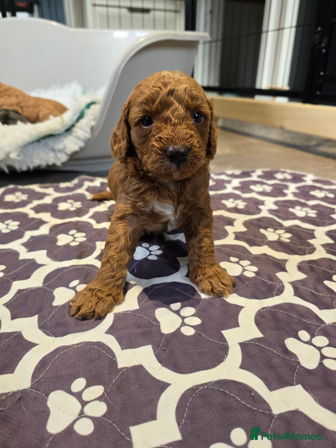 Cavapoo dogs for sale: Cavapoo puppies extensive health tested - Advert 19
