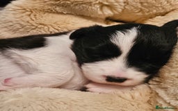 Border Collie dogs for sale: B. C. Puppies black and white kc reg - Advert 21