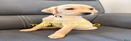 Labrador Retriever dogs for sale: Labrador Puppies For Sale - Advert 7