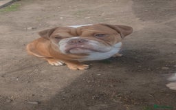 Mixed Breed dogs for sale: Stunnung Male English bulldogs - Image 3