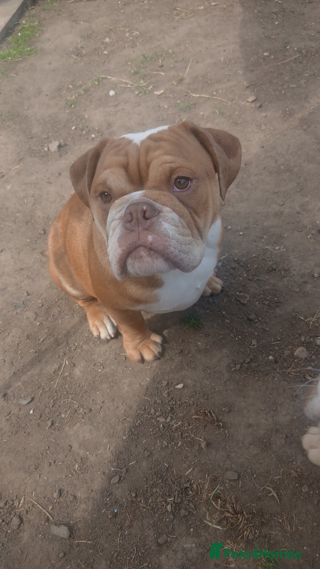 Mixed Breed dogs for sale: Stunnung Male English bulldogs - Image 3
