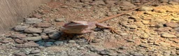 Bearded Dragon reptiles for sale: Bearded dragon  in Bicester - Advert 1