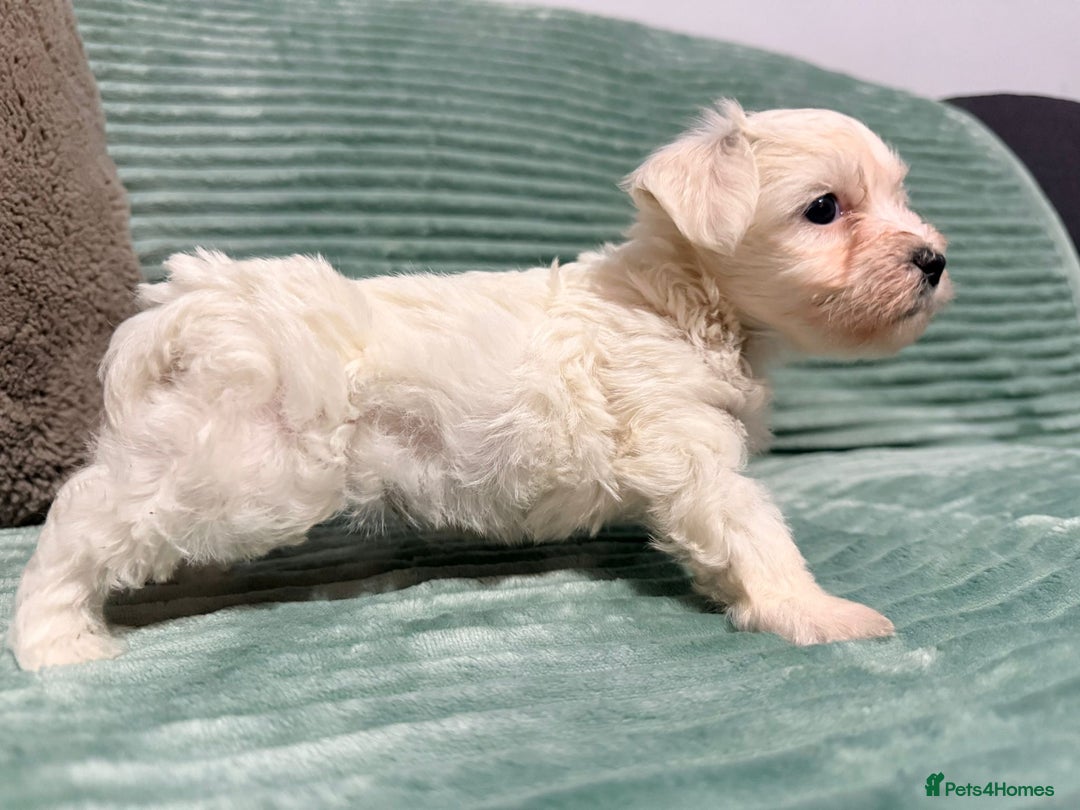 Bichon Frise dogs for sale: Pure BREED Bichon Frise - Advert 11