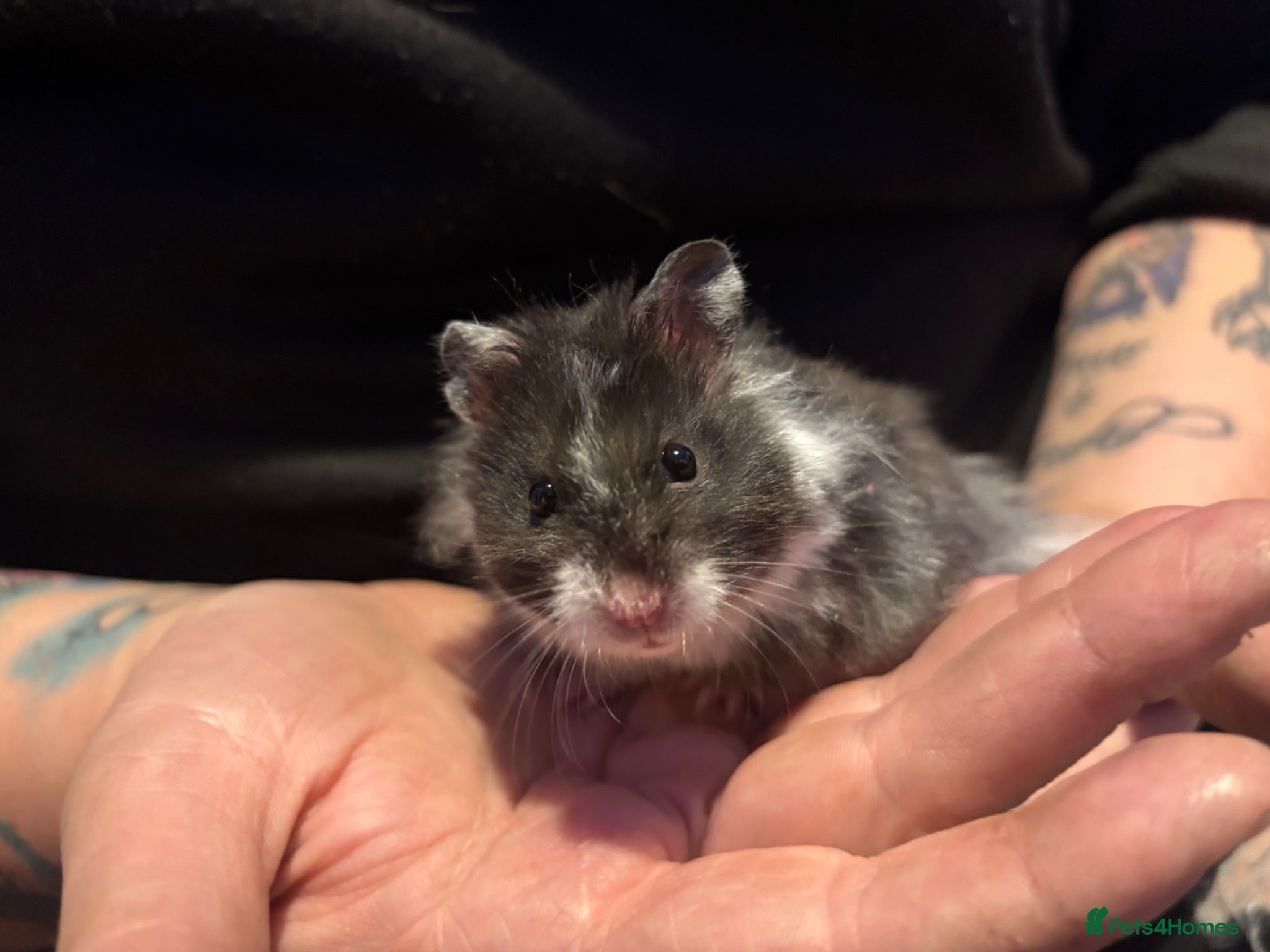 Hamster rodents Male Syrian hamsters  - Advert 1