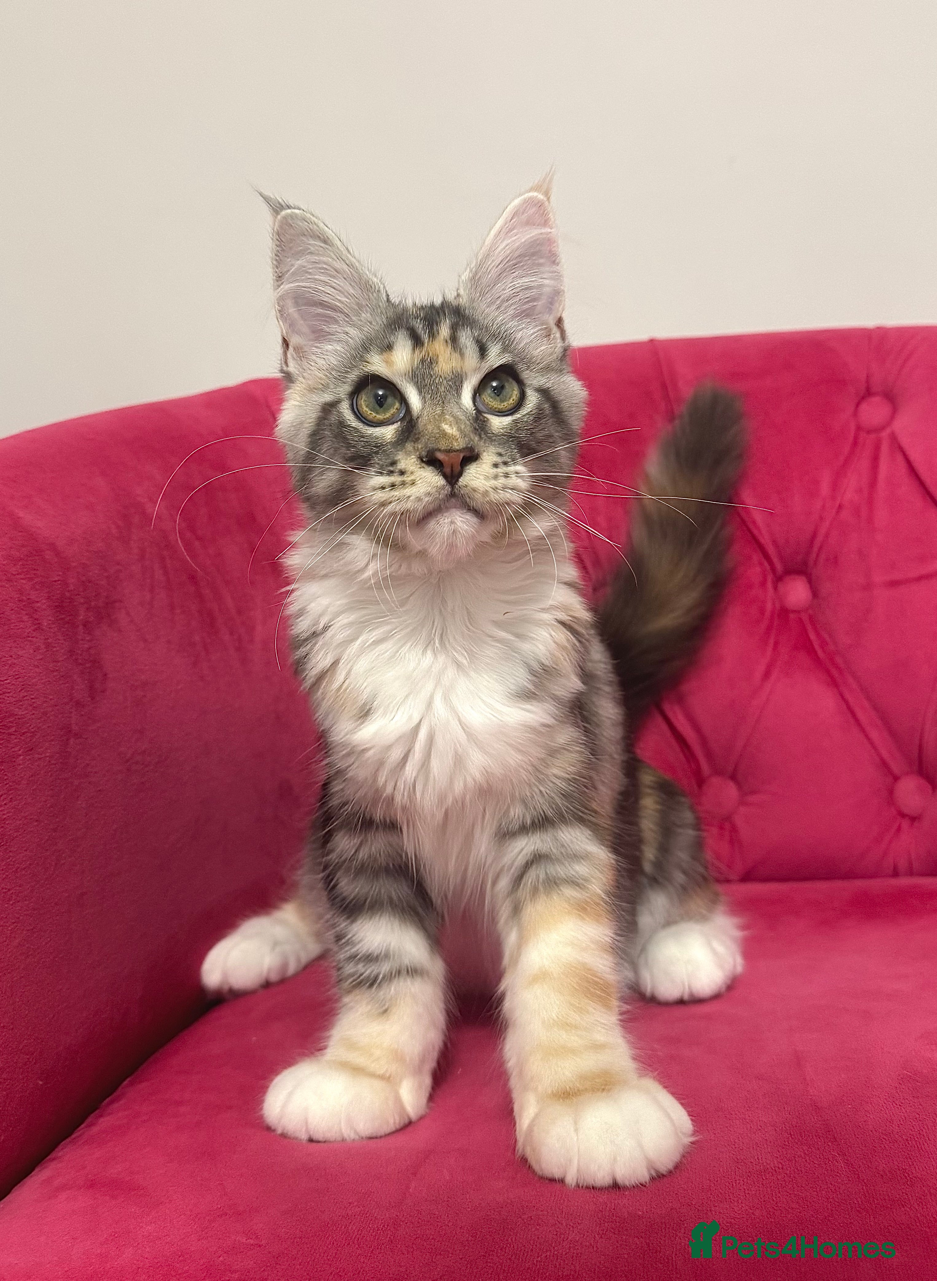 Maine Coon cats MaineCoon Kittens 🏆20+Gen🧬 Outstadning Pedigree - Advert 14