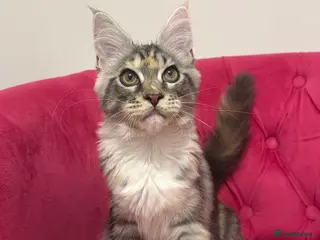 Maine Coon cats MaineCoon Kittens 🏆20+Gen🧬 Outstadning Pedigree - Advert 14