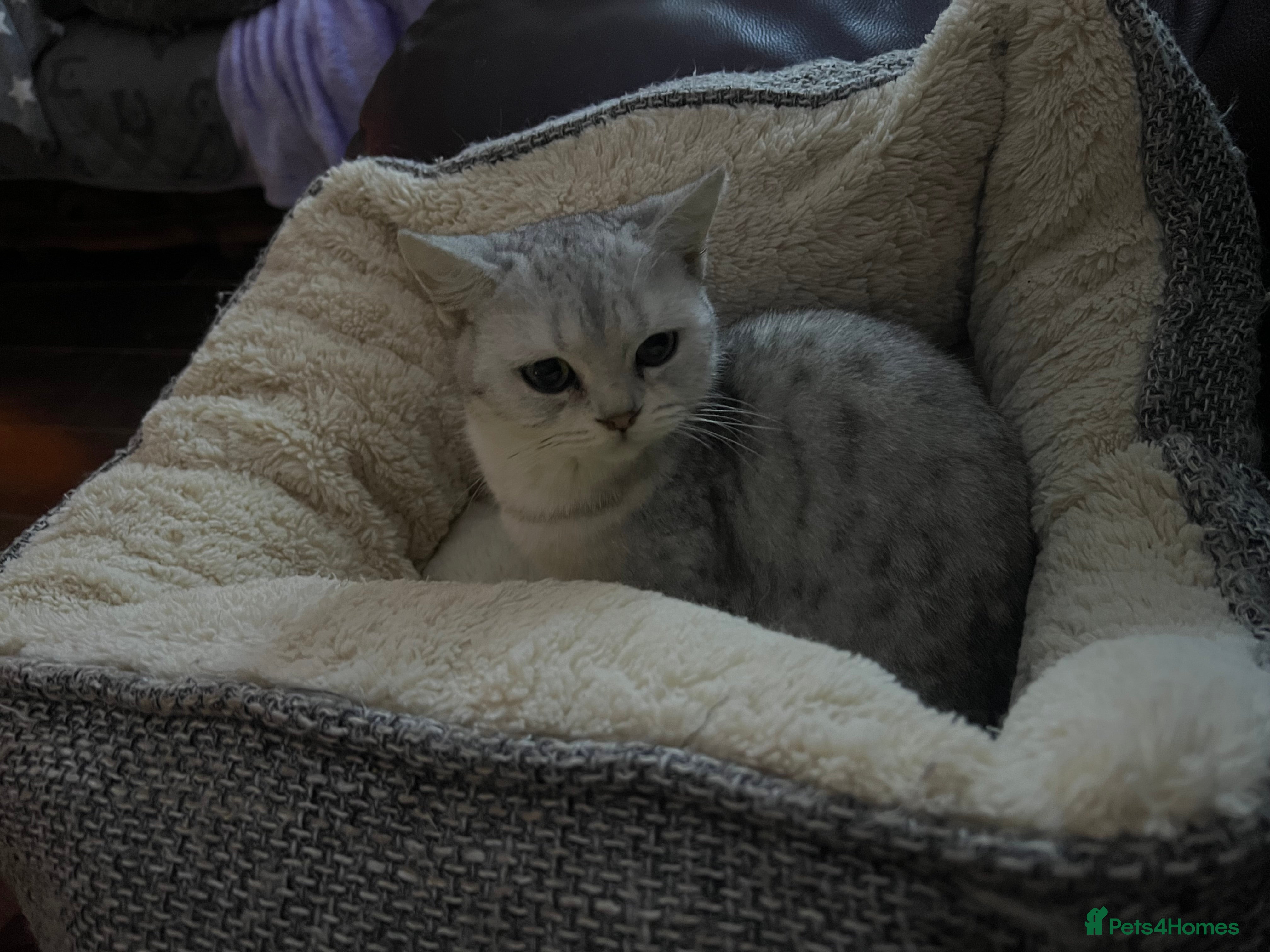 British Shorthair cats Silver British shorthair kittens  - Advert 13