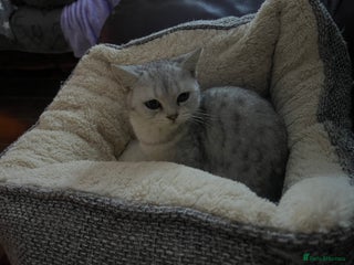 British Shorthair cats Silver British shorthair kittens - Advert 2